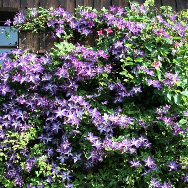 Clematita Viticella Venosa Violacea Perene butași trandafiri de grădină