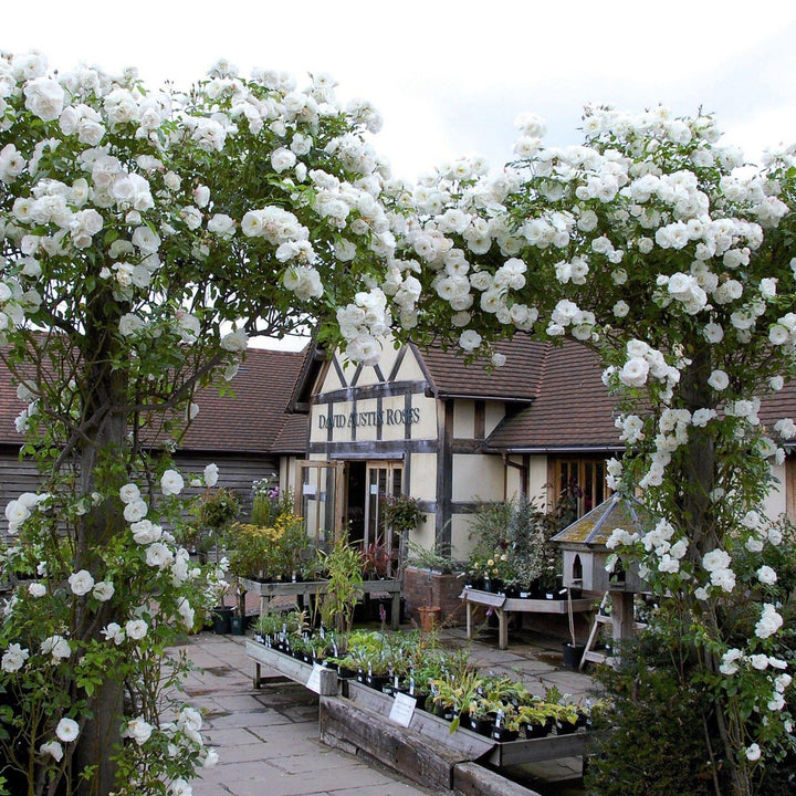 Climbing Iceberg (Schneewitchen) Trandafir Cățărător Urcător butași trandafiri de grădină
