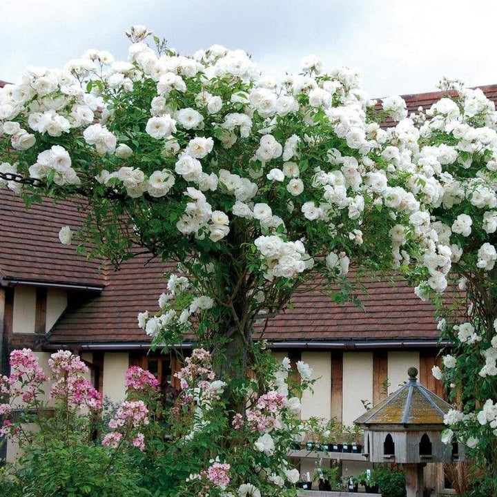 Climbing Iceberg (Schneewitchen) Trandafir Cățărător Urcător butași trandafiri de grădină