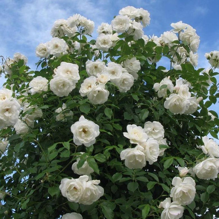 Climbing Iceberg (Schneewitchen) Trandafir Cățărător Urcător butași trandafiri de grădină