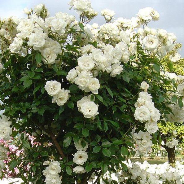 Climbing Iceberg (Schneewitchen) Trandafir Cățărător Urcător butași trandafiri de grădină