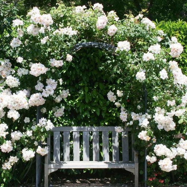 Climbing Iceberg (Schneewitchen) Trandafir Cățărător Urcător butași trandafiri de grădină