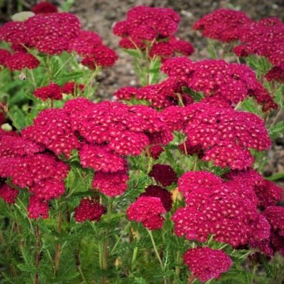 Coada Soricelului Tutti Frutti Pomegranate  butași trandafiri de grădină