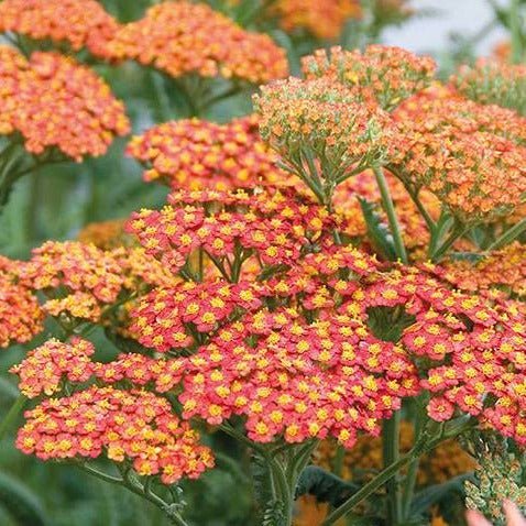 Coada Soricelului Walter Funke Plants butași trandafiri de grădină