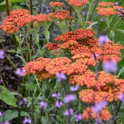 Coada Soricelului Walter Funke Plants butași trandafiri de grădină