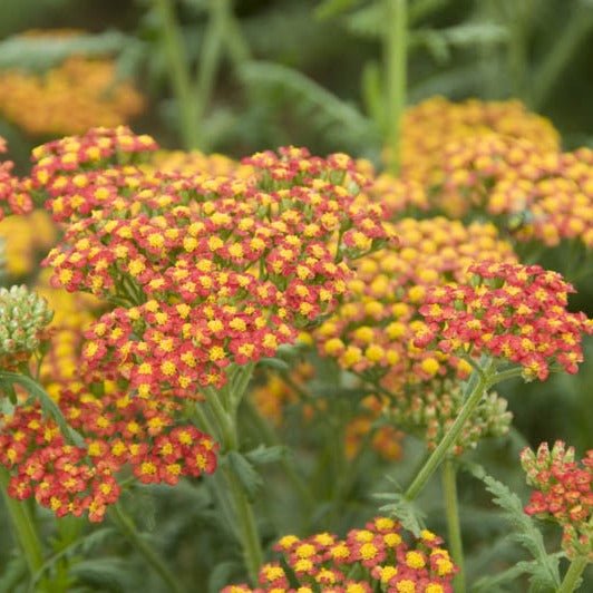 Coada Soricelului Walter Funke Plants butași trandafiri de grădină