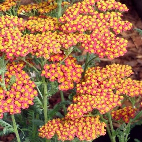 Coada Soricelului Walter Funke Plants butași trandafiri de grădină