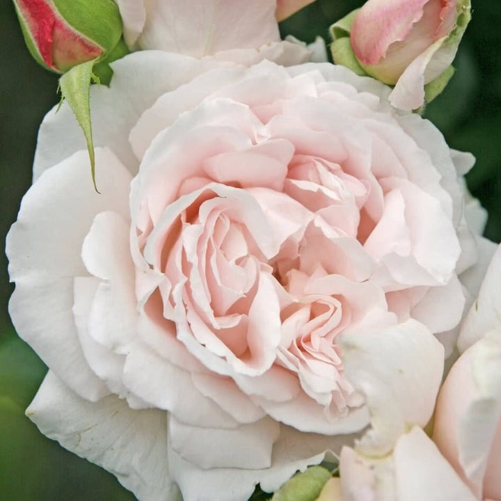 Constanze Mozart Butasi trandafiri de gradina butași trandafiri de grădină