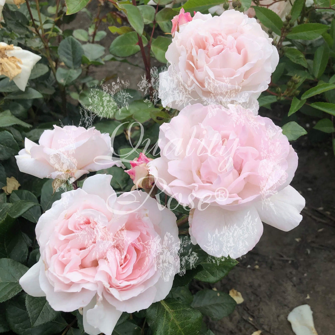 Constanze Mozart Butasi trandafiri de gradina butași trandafiri de grădină