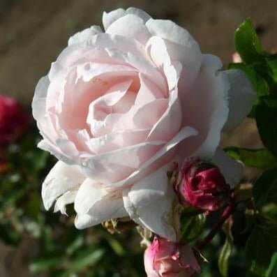 Constanze Mozart Butasi trandafiri de gradina butași trandafiri de grădină