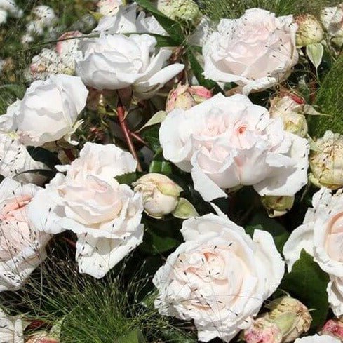 Constanze Mozart Butasi trandafiri de gradina butași trandafiri de grădină