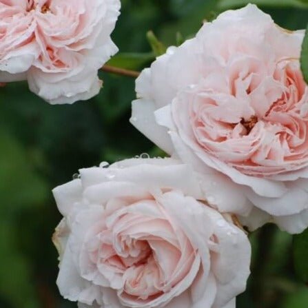 Constanze Mozart Butasi trandafiri de gradina butași trandafiri de grădină