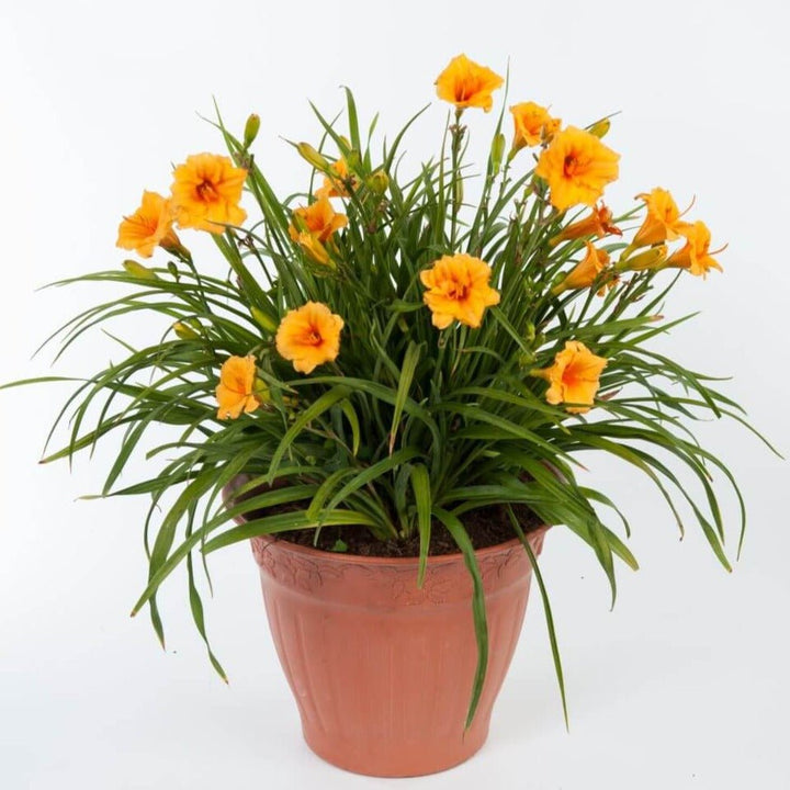 Crin Salbatic Endlesslily Orange Plants butași trandafiri de grădină