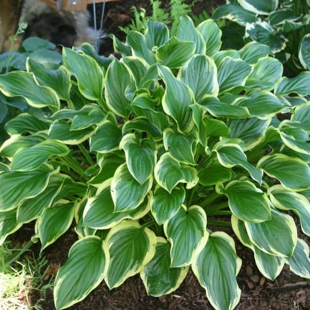 Crin de Toamna So Sweet  butași trandafiri de grădină