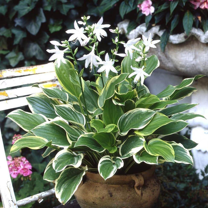 Crin de Toamna So Sweet  butași trandafiri de grădină