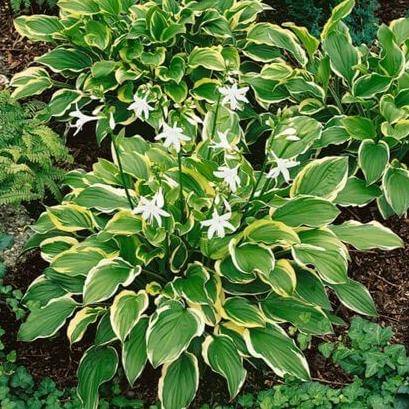 Crin de Toamna So Sweet  butași trandafiri de grădină