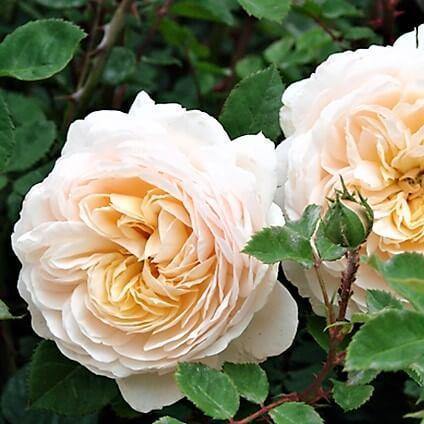 Crocus Trandafir Englezesc Floribunda butași trandafiri de grădină