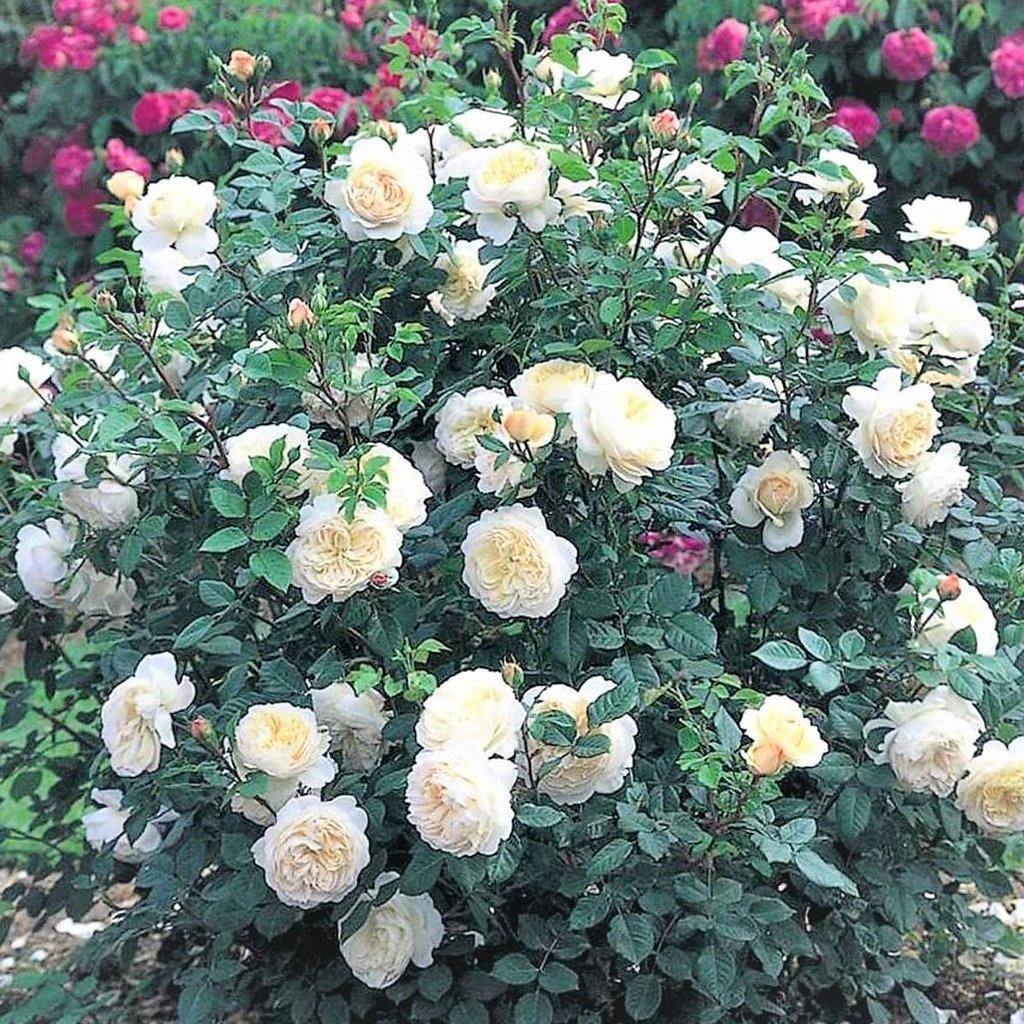 Crocus Trandafir Englezesc Floribunda butași trandafiri de grădină