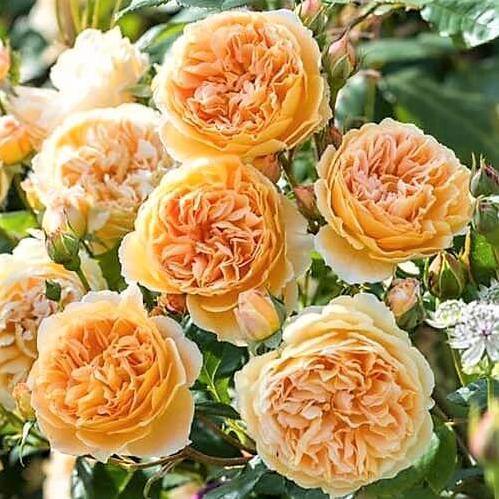 Crown Princess Margareta Trandafir Englezesc Floribunda butași trandafiri de grădină