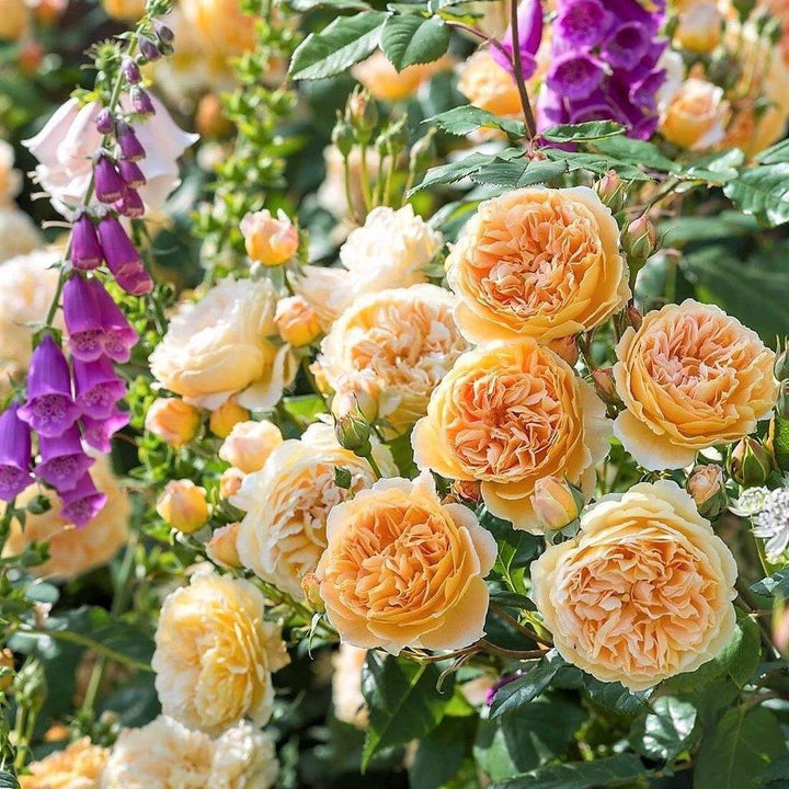 Crown Princess Margareta Trandafir Englezesc Floribunda butași trandafiri de grădină