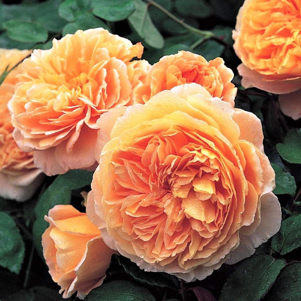 Crown Princess Margareta Trandafir Englezesc Floribunda butași trandafiri de grădină