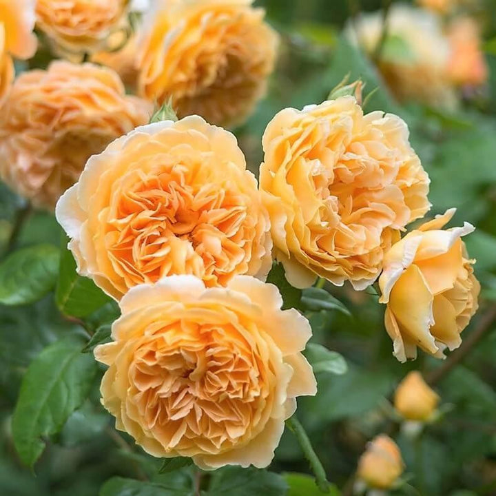 Crown Princess Margareta Trandafir Englezesc Floribunda butași trandafiri de grădină