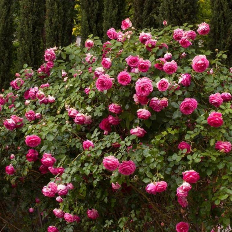 Cyclamen Eden Rose, trandafir cățărător cu flori foarte pline roz intens, bordate cu crem