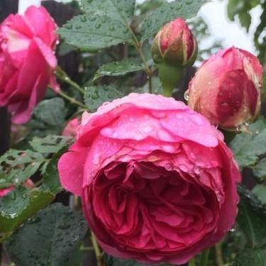 Cyclamen Eden Rose Trandafir Cățărător Urcător butași trandafiri de grădină