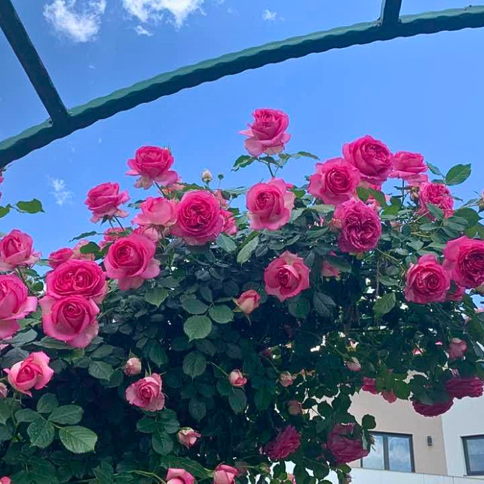 Cyclamen Eden Rose Trandafiri urcatori roz