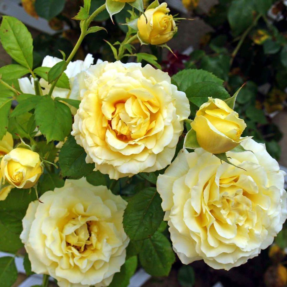 Cyrano de Bergerac Butasi trandafiri de gradina butași trandafiri de grădină