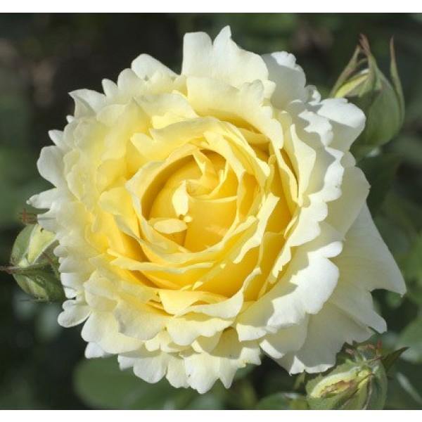 Cyrano de Bergerac Butasi trandafiri de gradina butași trandafiri de grădină