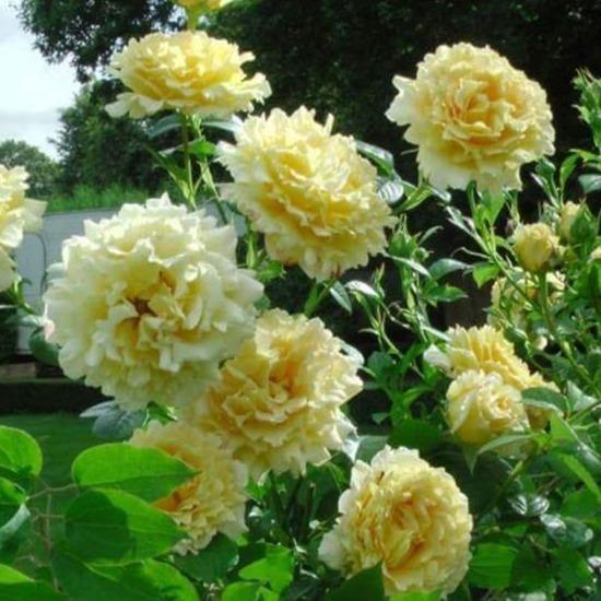 Cyrano de Bergerac Butasi trandafiri de gradina butași trandafiri de grădină