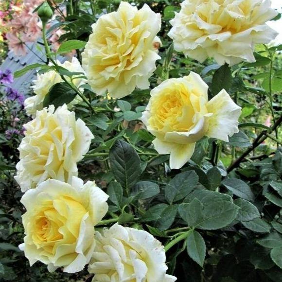 Cyrano de Bergerac Butasi trandafiri de gradina butași trandafiri de grădină