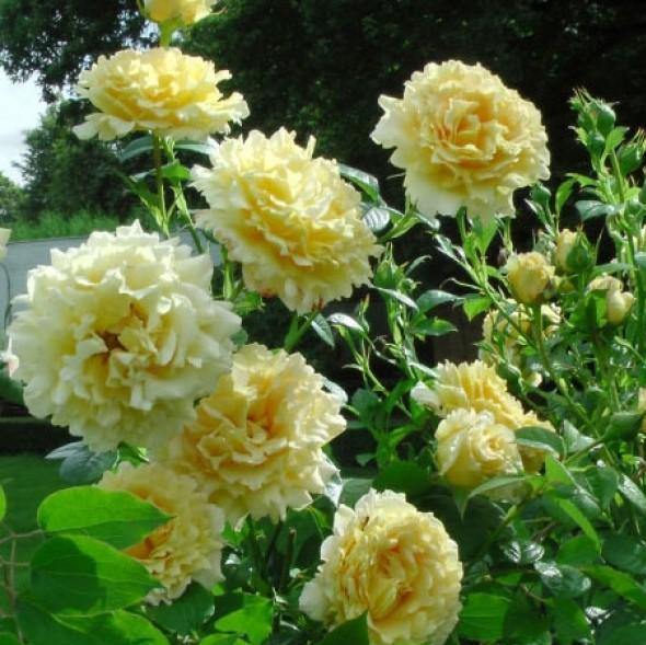 Cyrano de Bergerac Butasi trandafiri de gradina butași trandafiri de grădină