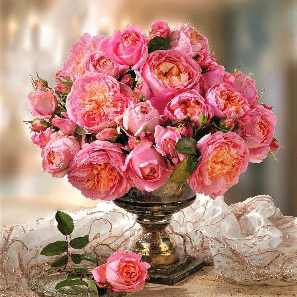 Dames de Chenonceau Trandafir Floribunda butași trandafiri de grădină