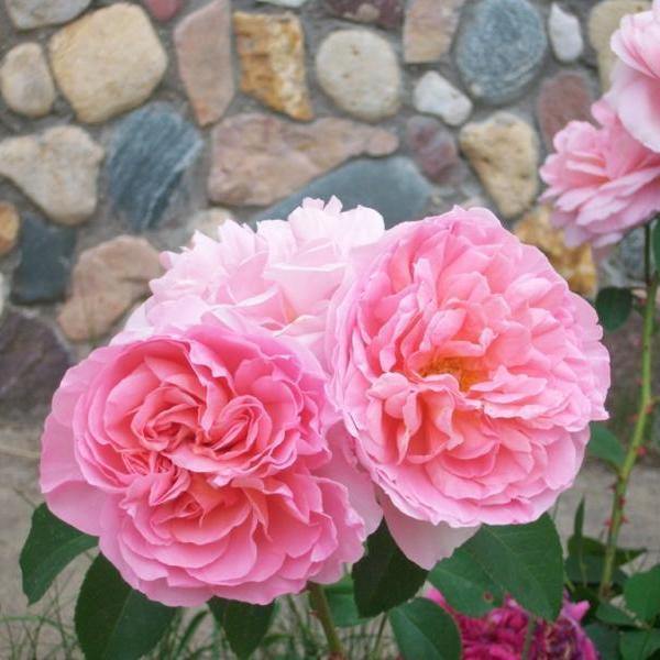 Dames de Chenonceau Trandafir Floribunda butași trandafiri de grădină