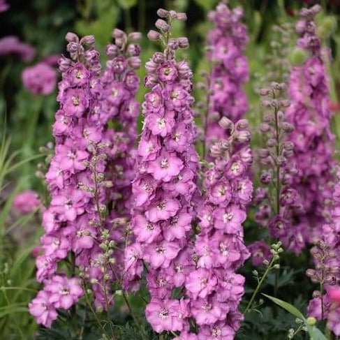 Delphinium Delgenius Chantay Perene butași trandafiri de grădină