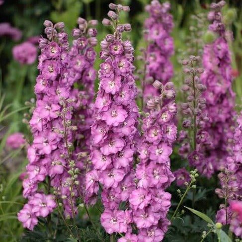Delphinium Delgenius Chantay Perene butași trandafiri de grădină