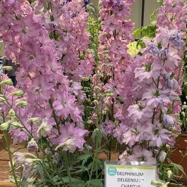 Delphinium Delgenius Chantay Perene butași trandafiri de grădină