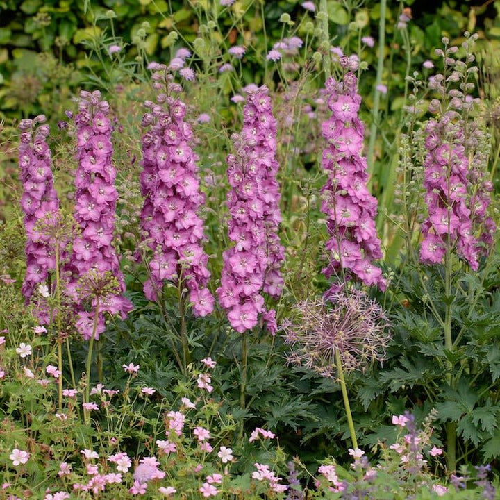 Delphinium Delgenius Chantay Perene butași trandafiri de grădină