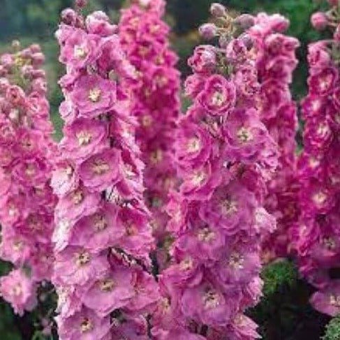 Delphinium Delgenius Chantay Perene butași trandafiri de grădină