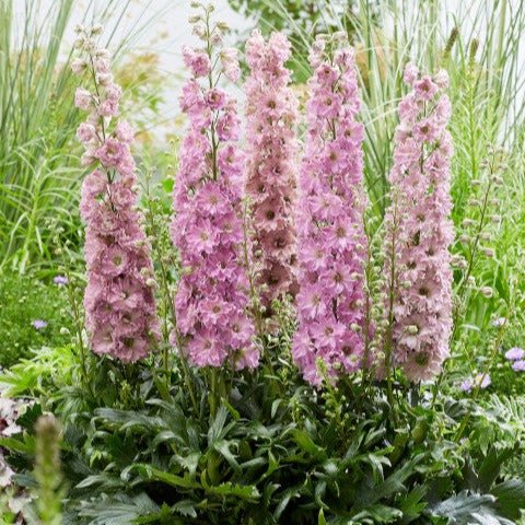 Delphinium Delgenius Juliette Plants butași trandafiri de grădină