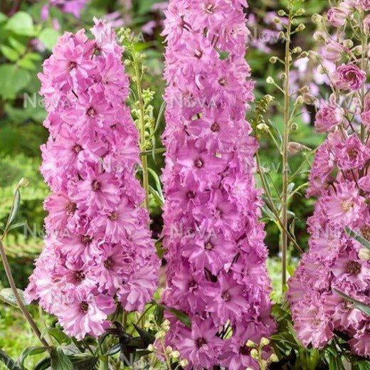 Delphinium Delgenius Juliette Plants butași trandafiri de grădină