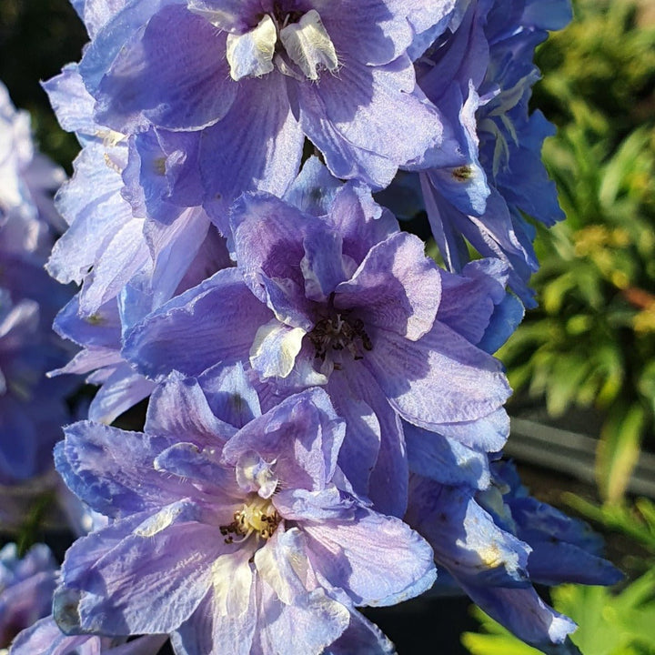 Delphinium Delgenius Shelby Plants butași trandafiri de grădină