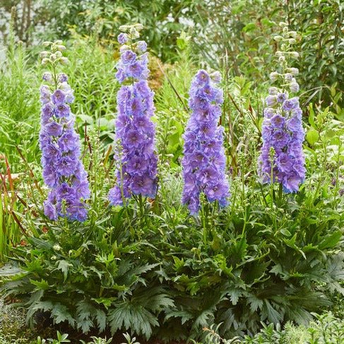 Delphinium Delgenius Shelby Plants butași trandafiri de grădină