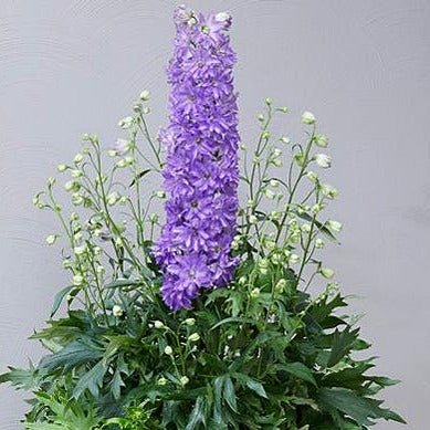 Delphinium Delgenius Shelby Plants butași trandafiri de grădină