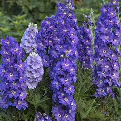 Delphinium Delgenius Shelby Plants butași trandafiri de grădină
