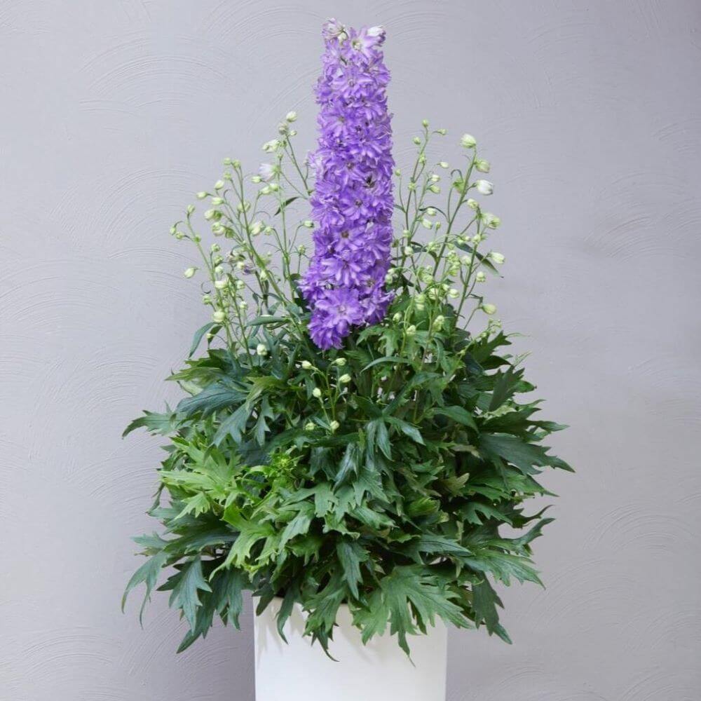 Delphinium Elatum Breezin  butași trandafiri de grădină