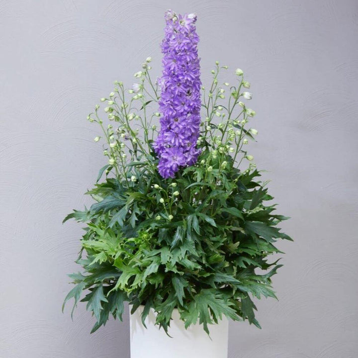 Delphinium Elatum Breezin  butași trandafiri de grădină