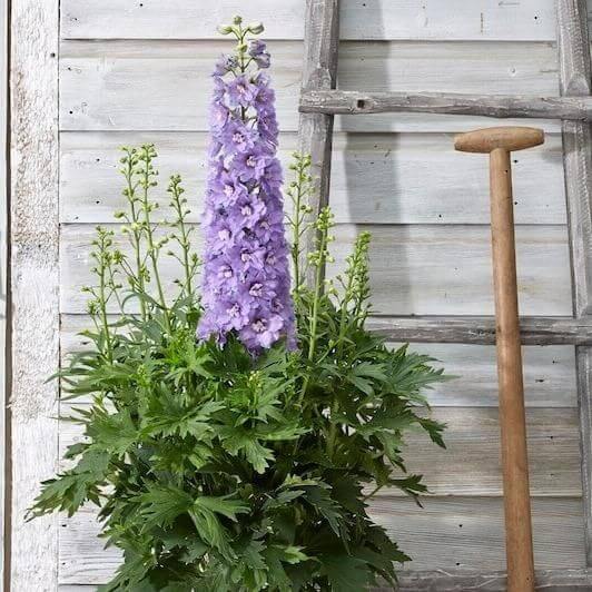 Delphinium Elatum Breezin  butași trandafiri de grădină